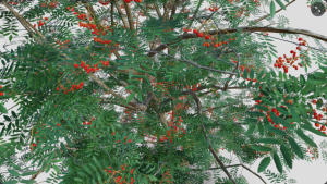 Gros plan sur le modèle 3D du sorbier des oiseleurs, publié par kambur