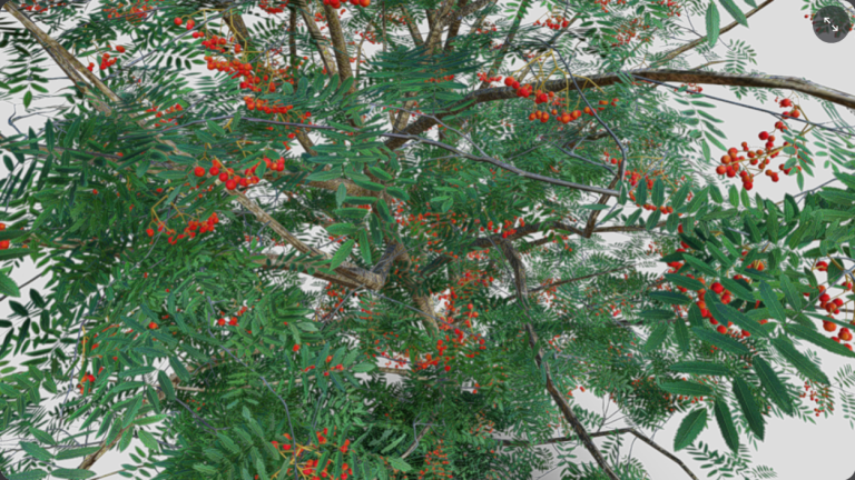 Gros plan sur le modèle 3D du sorbier des oiseleurs, publié par kambur